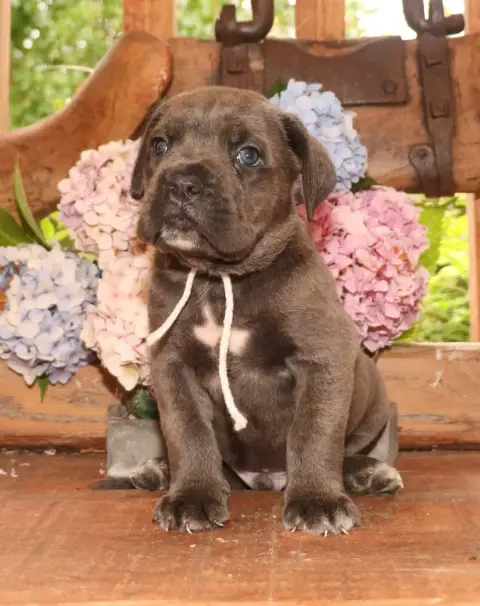 Cane Corso  Collier Blanc Du Domaine Des Vents Landai d84b6