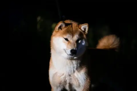 Shiba  Chiot 4 Gion Corner photo 3