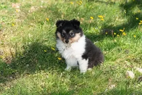 Shetland Sheepdog  Chiot N°1 Des Crocs De Provence
