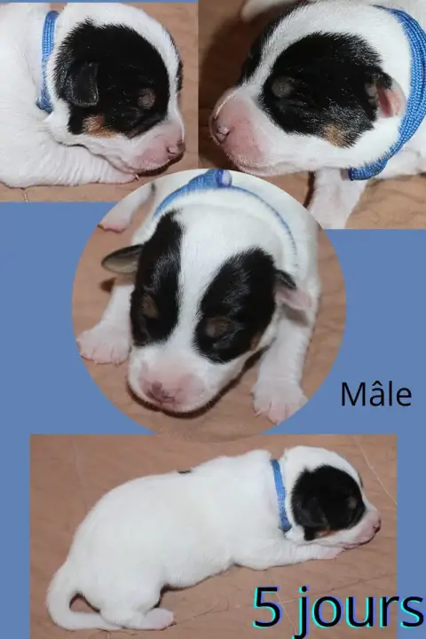 Adopter Parson Russell Terrier  Collier Bleu Du Domaine Des P 2686d