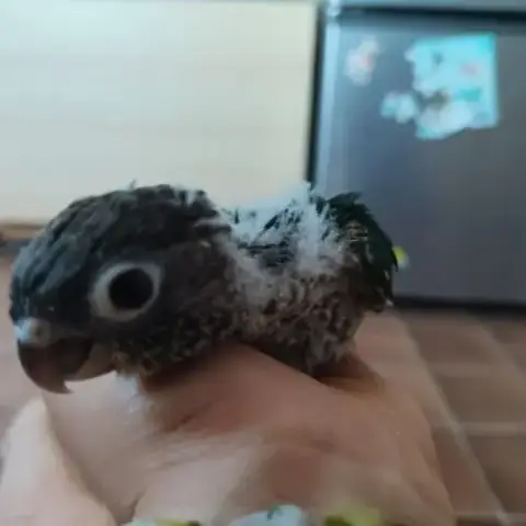Pyrrhura Eam