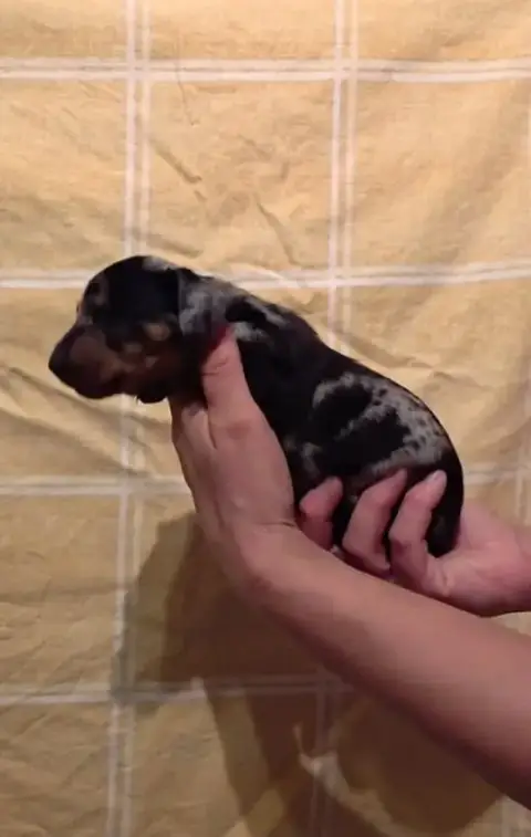 Teckel Poil Ras  Chiot