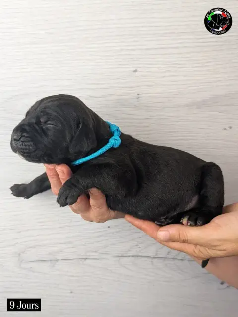 Cane Corso 
                        Collier Bleu Ciel 72a0f photo 3