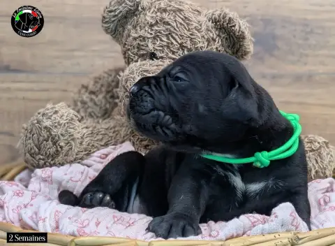 Cane Corso  Collier Vert De La Treizieme Legion photo 3