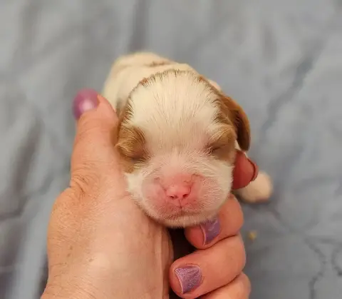 Cavalier King Charles Spaniel  B3 Of Little By Little 972f3