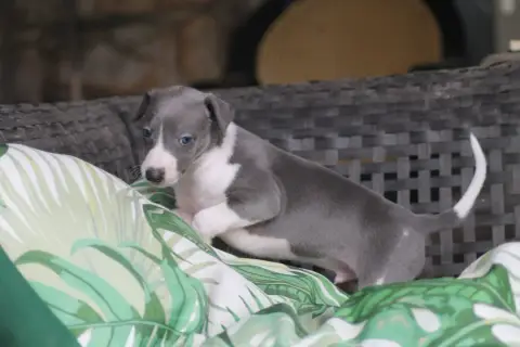Whippet  Mâle Bicolore Bleu Et Blanc Du Frison Impéri eac73