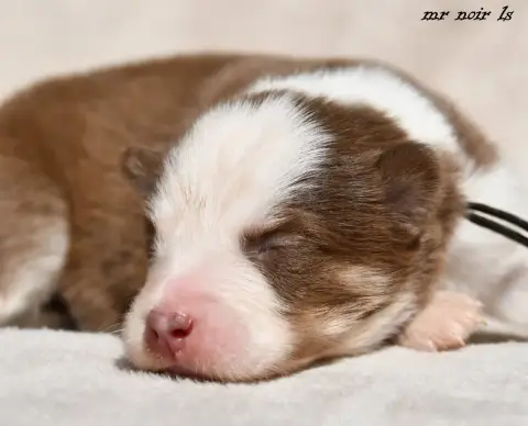 Laika De Iakoutie  Chiot 6 Des Legendes De Retz photo 2