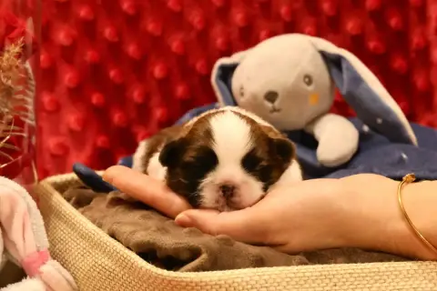 Shih Tzu  Alessio De La Nuit Etoilée De Méline