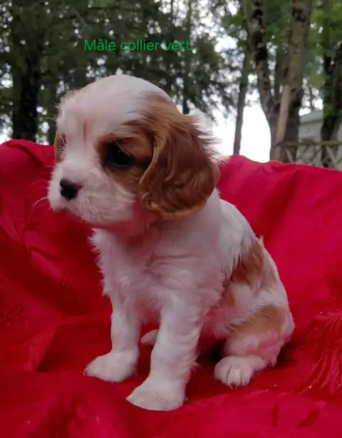 Cavalier King Charles Spaniel  Bill Du Jardin Au Chên 50b97