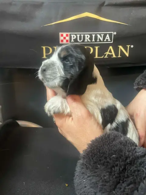 Cocker Spaniel Anglais  Chiot N°6 Des Joyaux Du Petit 6ee7a photo 2