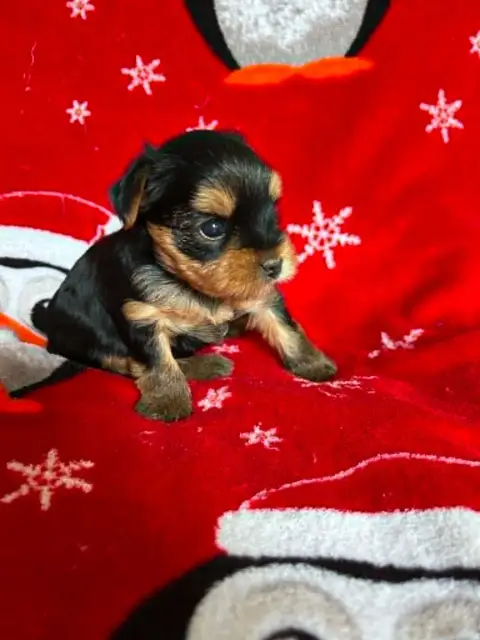 Yorkshire Terrier photo 3