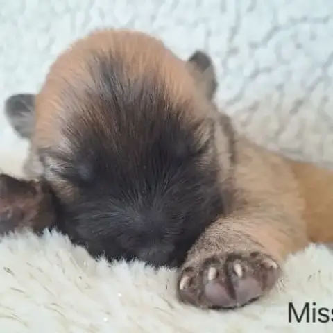 Chiots Eurasier Lof