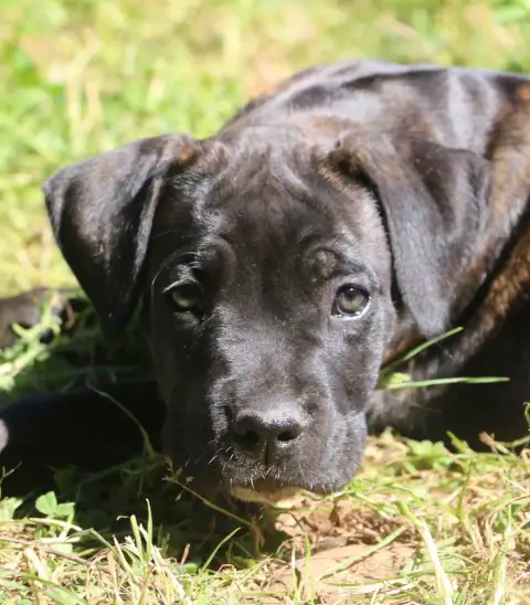 Cane Corso  Bebop Dei Protettori Della Corona