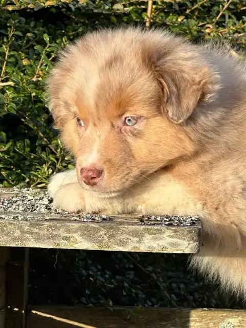 Berger Australien  Chiot 3 De L'Empereur Sirius photo 2