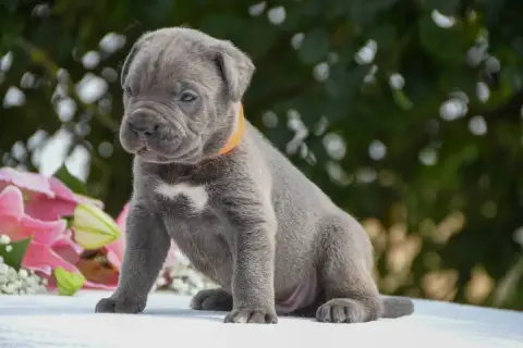 Cane Corso 
                        Collier Orange I  3aa9a photo 2