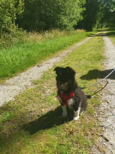Shetland Sheepdog  Brisca Des Terres Celtes Enchantée 8f615 photo 2