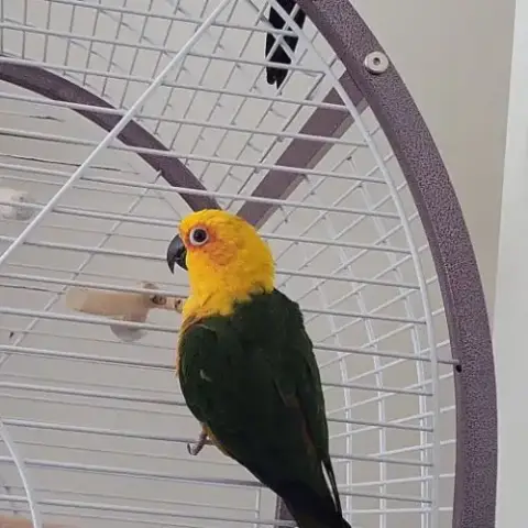 2 Conures Jendaya