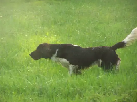 Petit Epagneul De Münster  Chiot 2 Chan Swy