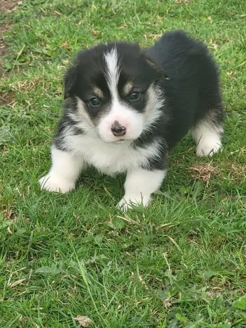 Welsh Corgi Pembroke  Becka photo 3