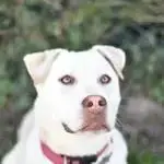 Chien Taiga À L Adoption