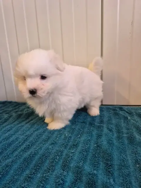 Coton De Tulear  Chiot N°2 Des Terres De Bourguenaill 427cb photo 2