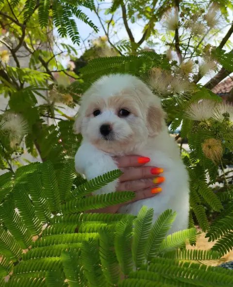 Coton De Tulear 
                        Batchata Ana 1889a photo 2