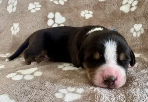 Grand Bouvier Suisse
