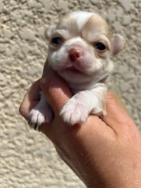 Chihuahua  Blouny Des Petits Trésors D'Angel