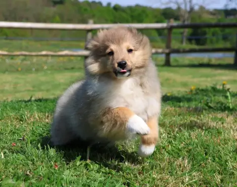 Shetland Sheepdog  Chiot N°1 Du Royaume De La Petite  4e9f8 photo 2
