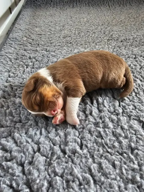 Berger Australien  Chiot 2 Of Luna'S Farm