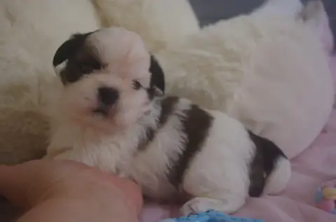 Shih Tzu  Bora Bora Des Tresors De Lobsang