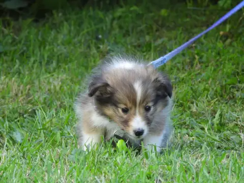 Shetland Sheepdog  Chiot N°3 Du Sapin Vert photo 3