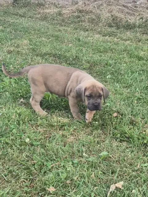 Cane Corso  Froment Collier Jaune Des Diamants Du Col 87da6 photo 2