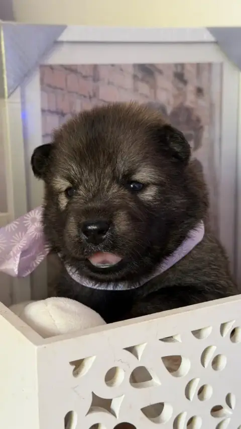 Eurasier