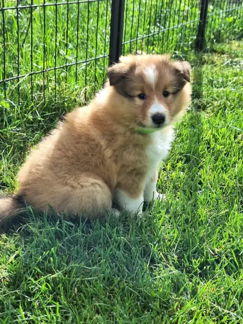 Shetland Sheepdog  Boomer De La Chambrette Agenaise 6256e photo 3