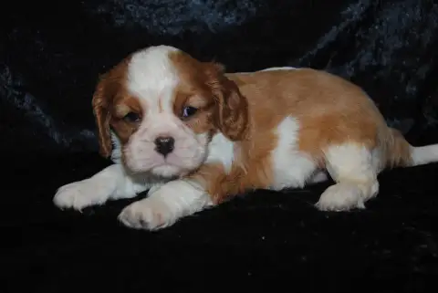 Cavalier King Charles Spaniel  Bella De La Colline Au 39386