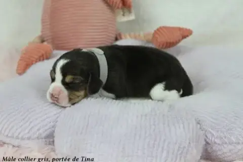 Beagle