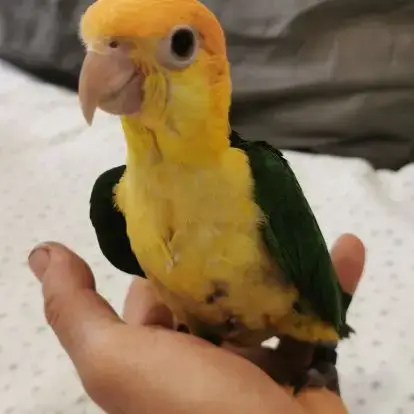 Caique A Tete Orange