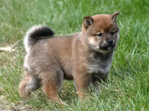 Shiba photo 2