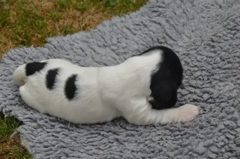 Cocker Spaniel Anglais  Chiot N°1 Noire Et Blanche De 21ff9 photo 2
