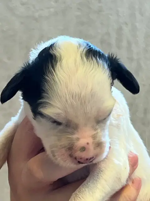 Setter Anglais  Chiot N°4 De Torlhak