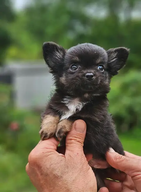 Chihuahua  B3 Of Little By Little