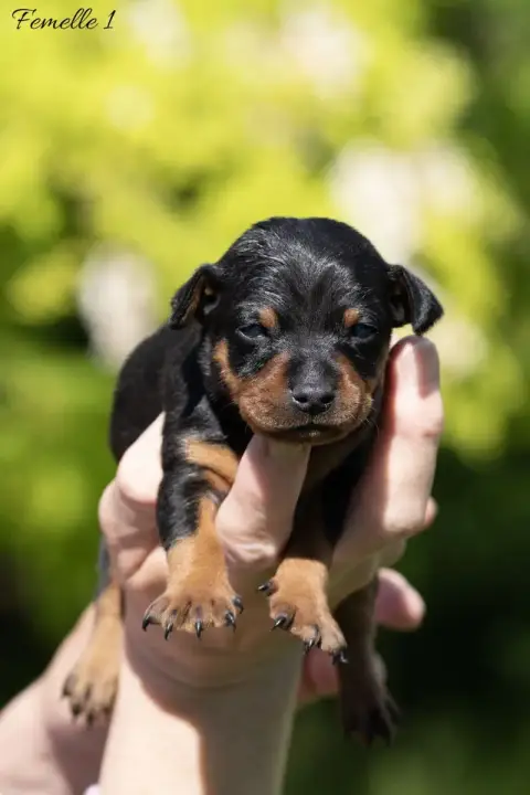 Pinscher Nain  Femelle 1 De La Maison D'Este
