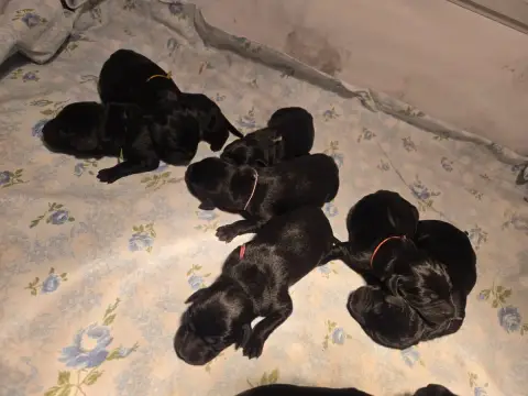 Labrador Retriever  Chiot 1 D'Aspe & D'Ossau