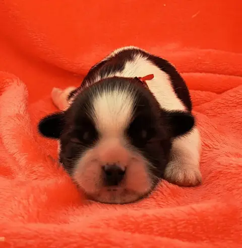 Shih Tzu  Barth photo 2