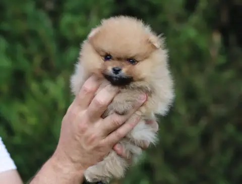 Spitz Allemand  Bliss Des Rêves Éternels