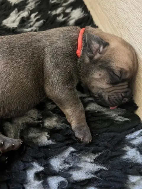 Cane Corso  Orange Du Domaine De La Voie Romaine