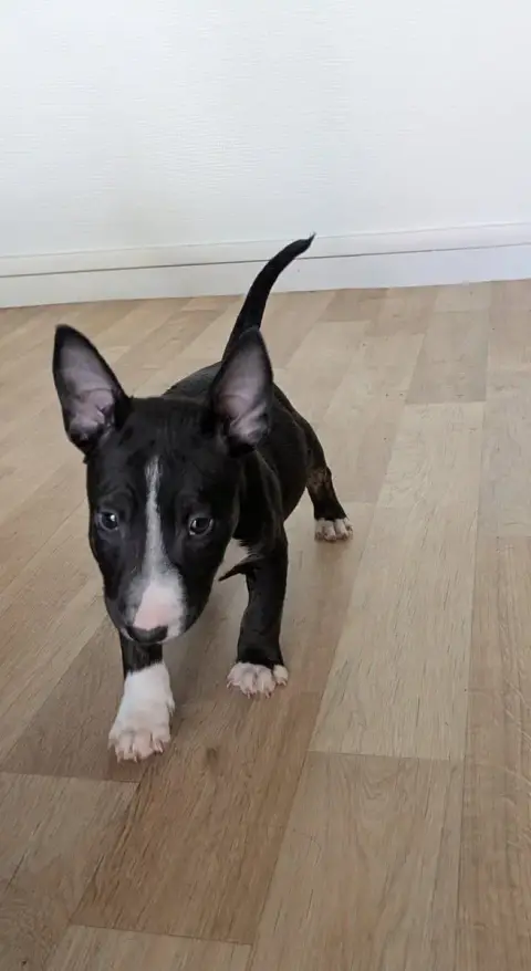 Bull Terrier Miniature  Bun'S ( Boubou) Des Minis Dia 38bee