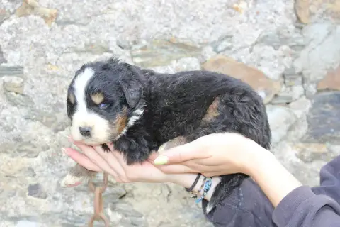 Bouvier Bernois  Chiot 4 De La Vallée De L'Hyrome photo 2