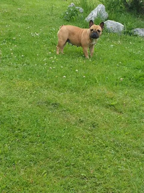 Bouledogue Français  Chiot N°3 De La Lignee Des Clown e7e9f photo 3
